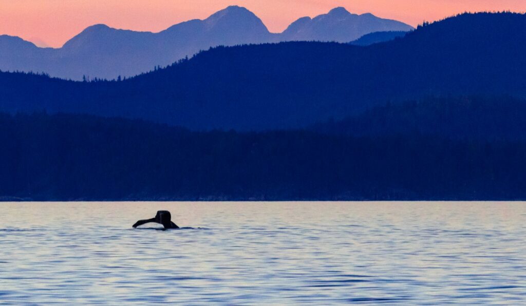 A whale tail sticking out of the water