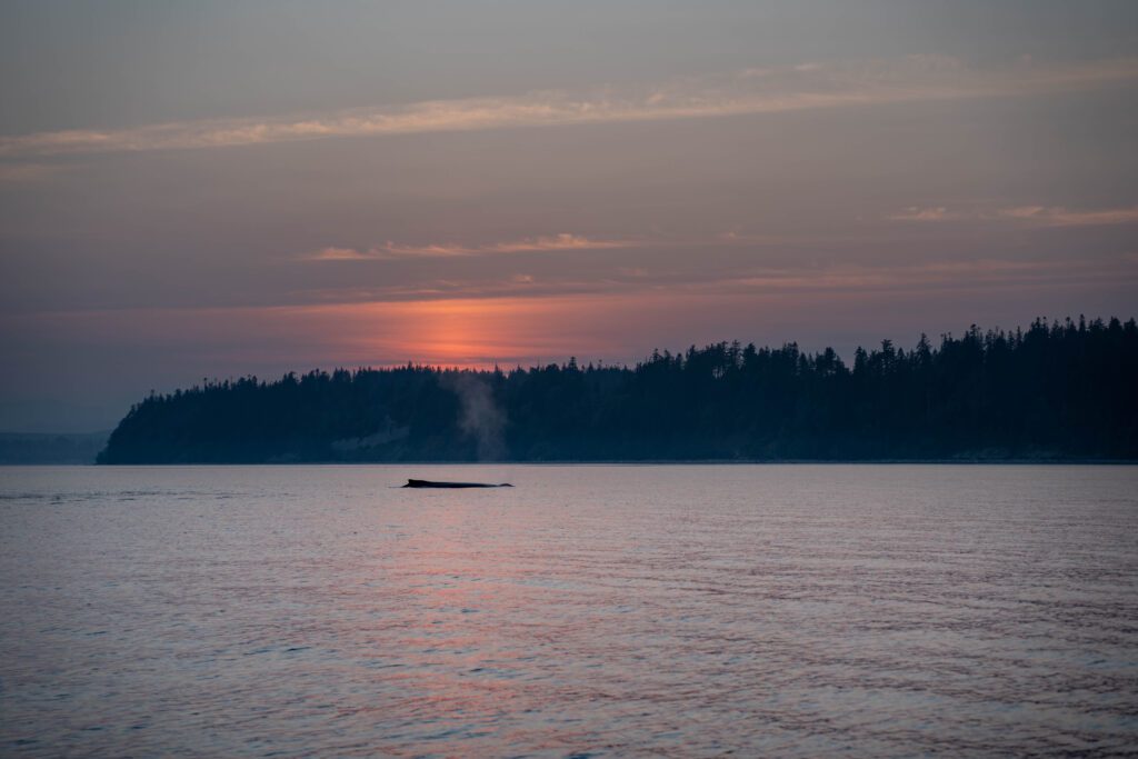 A beautiful sunset over the water | Homalco Wildlife & Cultural Tours