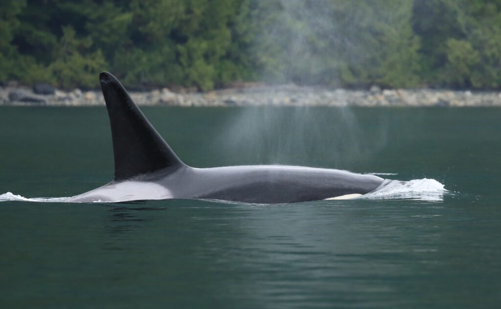 Orca Whale
