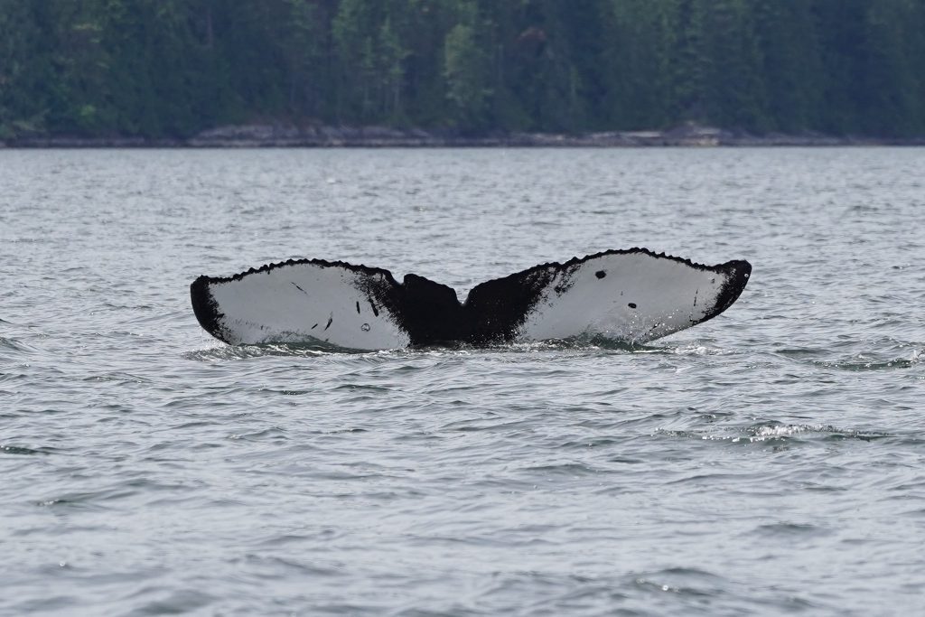 Whale tail | Homalco Wildlife & Cultural Tours