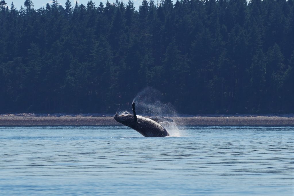 A whale jumping out of the water | Homalco Wildlife & Cultural Tours