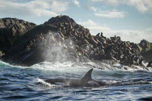 Killer Whale Hunting Sealions | Homalco Wildlife & Cultural Tours