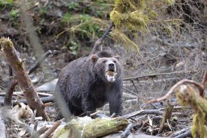 A grizzly bear