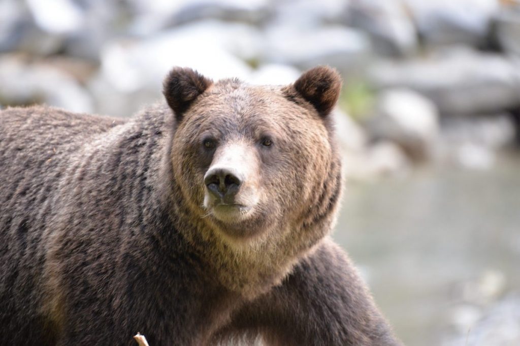 Grizzly Bears