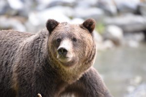 Grizzly Bears