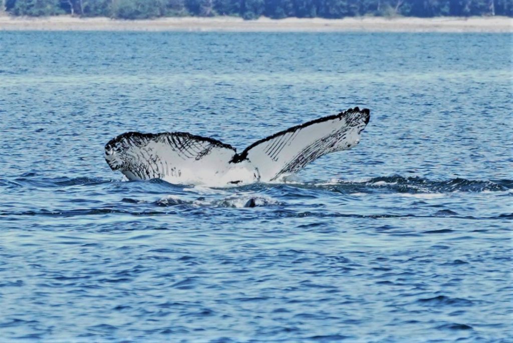 Humpback Whale Tail