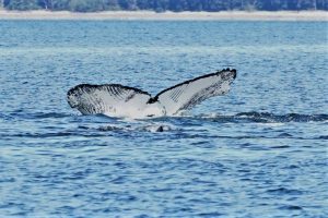 Humpback Whale Tail Campbell River | Homalco Wildlife & Cultural Tours