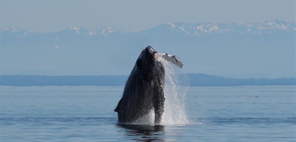 Humpback Whale Jumping