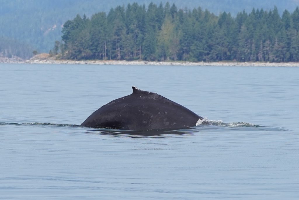 Humpback Whale Spotted in Campbell River | Homalco Wildlife & Cultural Tours