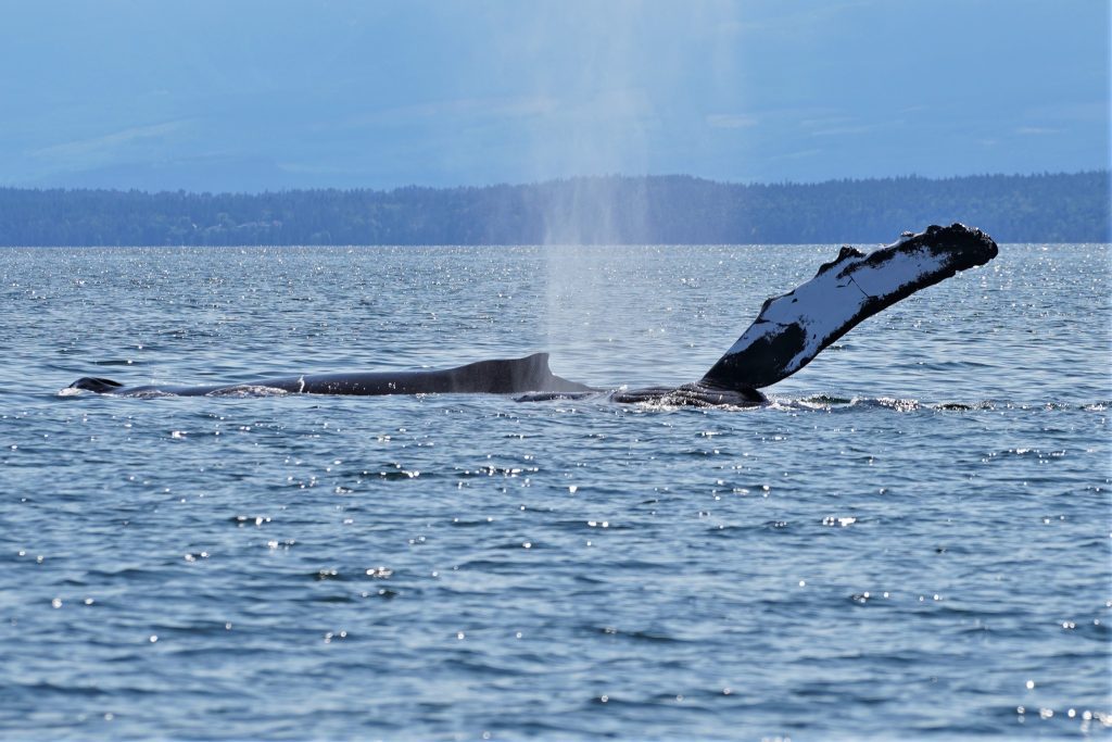 Humpback Whale Fin Campbell River | Homalco Wildlife & Cultural Tours