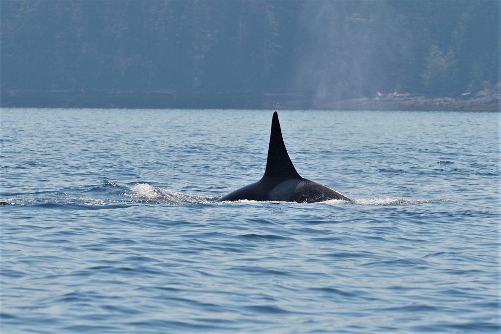 Killer Whale In Campbell River | Homalco Wildlife & Cultural Tours