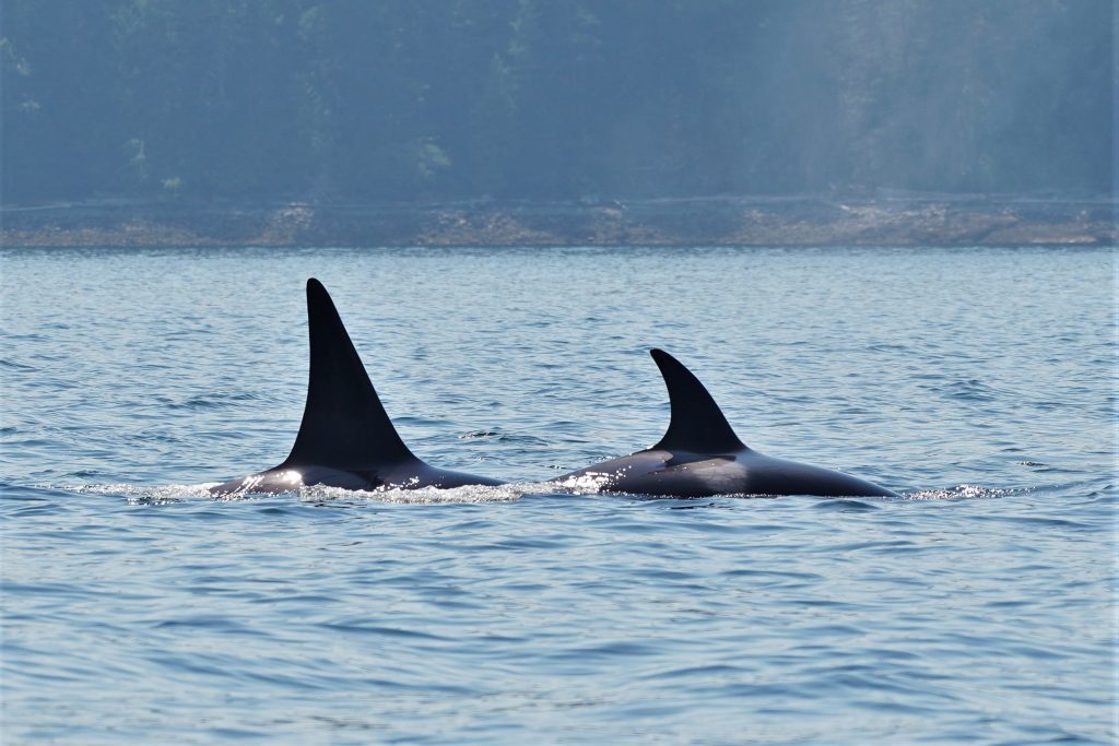 Two Killer Whales Campbell River | Homalco Wildlife & Cultural Tours