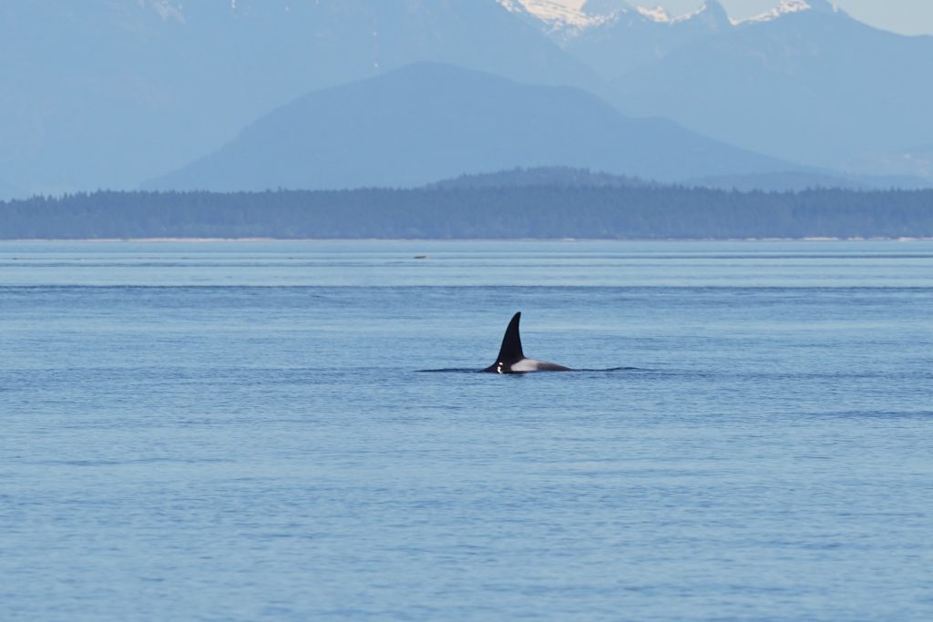 Killer Whale Fin Vancouver Island | Homalco Wildlife & Cultural Tours