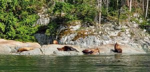 Sea lions Whale Watching Tour Campbell River | Homalco Wildlife & Cultural Tours