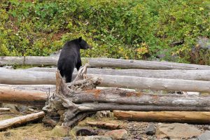 A black bear on a beach during the Spring | Homalco Wildlife & Cultural Tours