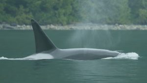 Orca Killer Whale on our Spring Bear & Whale Watching Tour | Homalco Wildlife & Cultural Tours