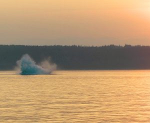 Sunset on the Salish Sea Wildlife Boat Tour with Homalco Wildlife & Cultural Tours from Campbell River