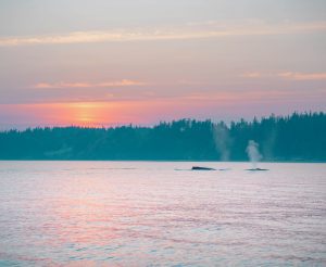 Sunset on the Salish Sea Wildlife Boat Tour with Homalco Wildlife & Cultural Tours from Campbell River