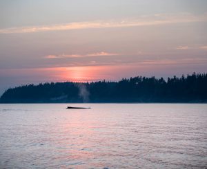 Sunset on the Salish Sea Wildlife Boat Tour with Homalco Wildlife & Cultural Tours from Campbell River