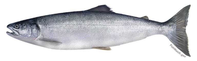 Pacific Salmon