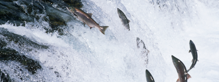 Salmon jumping up a waterfall