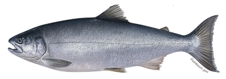 A coho salmon