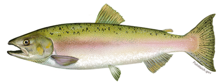 A pink salmon